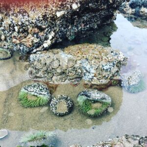 Homeschool and Worldschool Activities in the Pacific Northwest – Oregon and Washington State